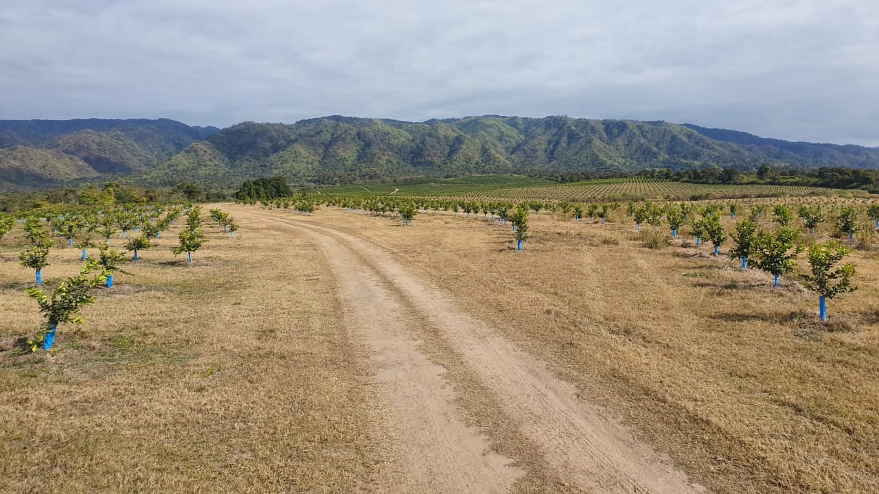 Monte de limoneros cerrado extendiéndose hasta el cerro